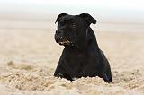 STAFFIE 278
